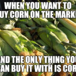 corn-2